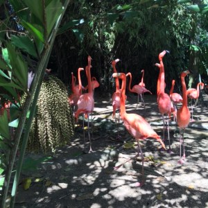 flamingos